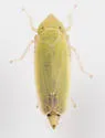 Sorhoanus orientalis - photo 3