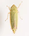 Sorhoanus orientalis - photo 4
