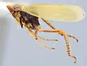 Sorhoanus virilis