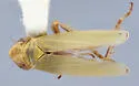 Sorhoanus virilis - photo 2
