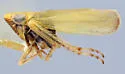 Sorhoanus xiphosura