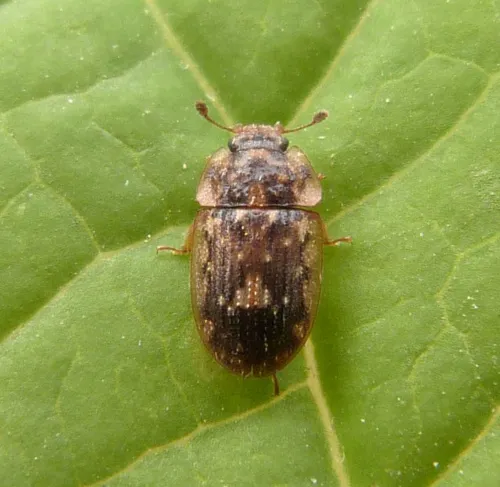 Soronia grisea