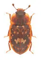 Soronia guttulata - photo 2