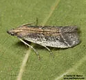 Sosipatra anthophila - Hodges#6016