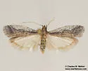 Sosipatra anthophila - Hodges#6016 - photo 2