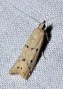 Sosipatra rileyella - Hodges#6015