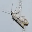 Sosipatra rileyella - Hodges#6015 - photo 2