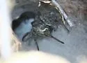 Sosippus californicus