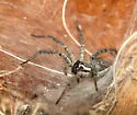 Sosippus californicus - photo 2