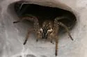 Sosippus californicus - photo 4