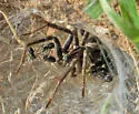 Sosippus californicus - photo 5