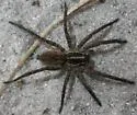 Sosippus floridanus