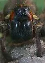 Sosippus floridanus - photo 2