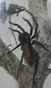 Sosippus floridanus - photo 3