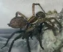 Sosippus floridanus - photo 4
