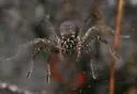 Lake Lochloosa Funnel-web Spider