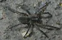 Lake Lochloosa Funnel-web Spider - photo 2