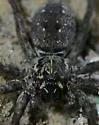 Lake Lochloosa Funnel-web Spider - photo 3