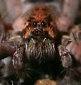 Lake Lochloosa Funnel-web Spider - photo 4