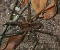 Lake Lochloosa Funnel-web Spider - photo 5