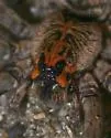 Sosippus mimus - photo 3