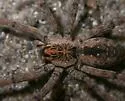 Sosippus mimus - photo 4