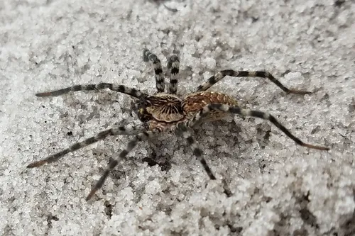Lake Placid Funnel-web Spider