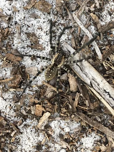Lake Placid Funnel-web Spider - photo 2
