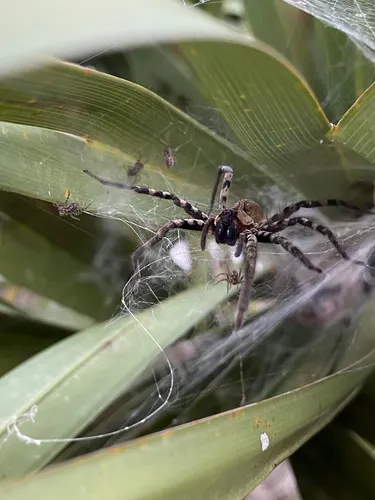 Lake Placid Funnel-web Spider - photo 3