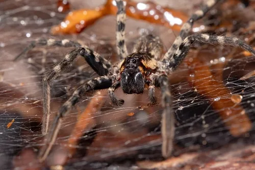 Lake Placid Funnel-web Spider - photo 5
