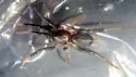 Sosticus insularis - photo 2