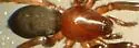 Sosticus insularis - photo 3