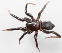 Sosticus insularis - photo 4