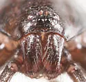 Sosticus insularis - photo 5