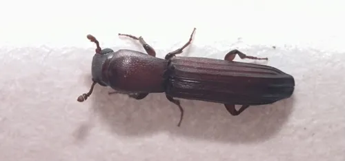Sosylus costatus