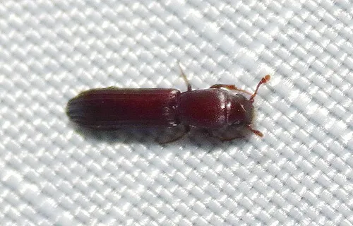 Sosylus costatus - photo 4