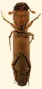 Sosylus extensus
