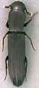 Sosylus extensus - photo 2