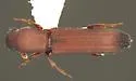 Sosylus extensus - photo 4