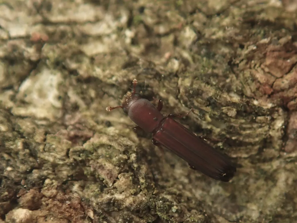 Sosylus gracilis - photo 2