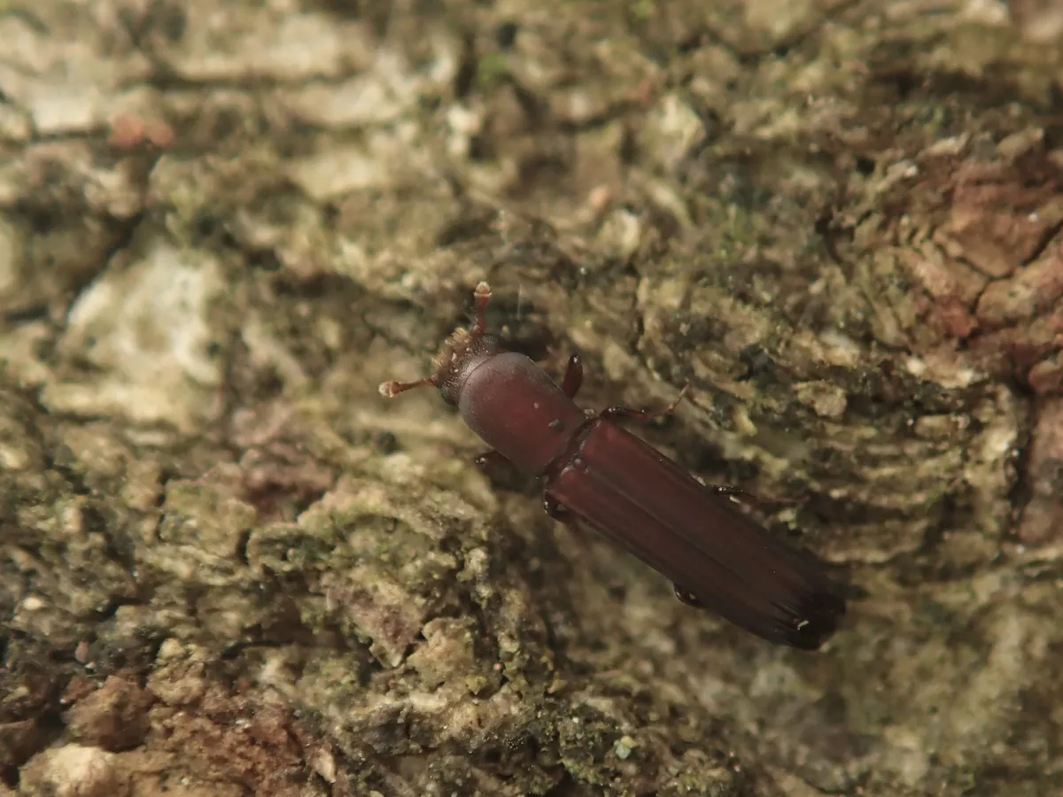 Sosylus gracilis - photo 3