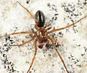 Sougambus bostoniensis