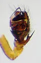 Sougambus bostoniensis - photo 4