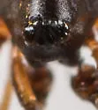 Soulgas corticarius - photo 2