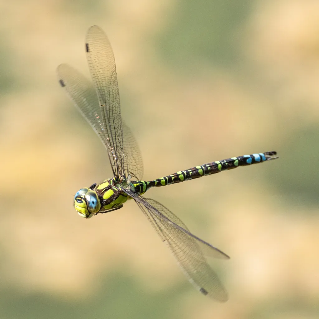 Southern Hawker - photo 2
