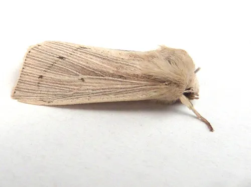 Southern Wainscot - photo 2