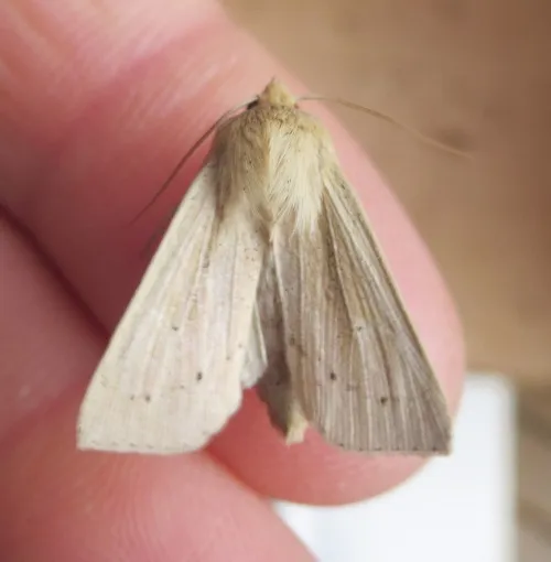 Southern Wainscot - photo 3