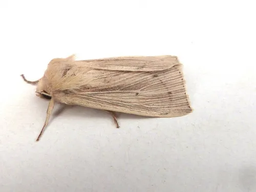 Southern Wainscot - photo 4