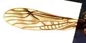 Soyedina interrupta - photo 2