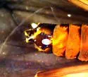 Soyedina interrupta - photo 3